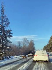 Little Deer Gets Escorted Off Roadway