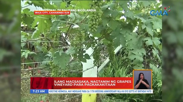 Ilang magsasaka, nagtanim ng grapes vineyard para pagkakitaan | UB