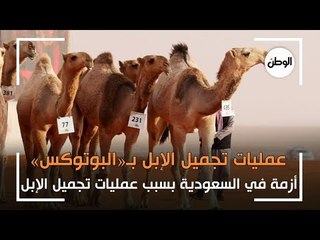 عمليات تجميل الإبل بـ«البوتوكس» في السعودية تفجر أزمة.. ما القصة؟