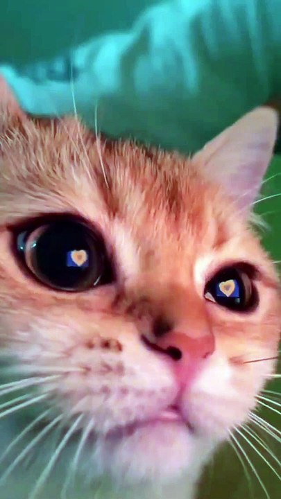 Cat - hypnotize