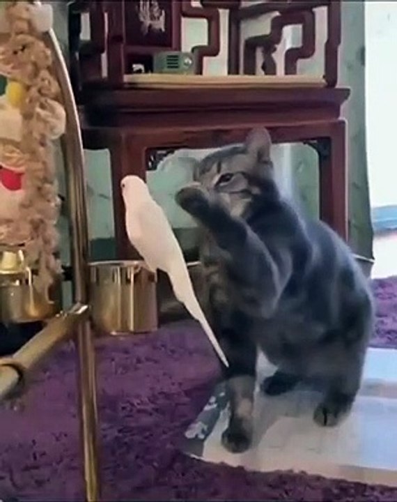 Cat - love