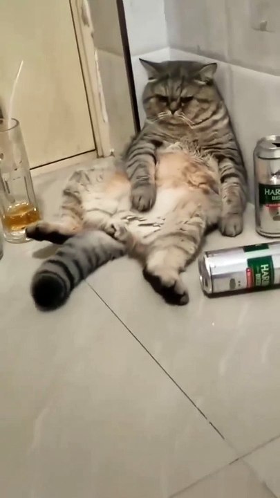 Cat - when you are left