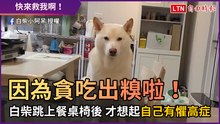 因為貪吃出糗啦！ 白柴跳上餐桌椅後 才想起自己有懼高症