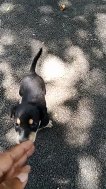 Cute puppy alone