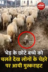 भेड़ के छोटे बच्चे को चलते देख लोगों के चेहरे पर आयी मुस्कराहट, देखें वीडियो