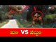 Wild Tiger VS Safari Tiger At Bannerghatta Biological Park | TV5 Kannada