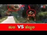 Wild Tiger VS Safari Tiger At Bannerghatta Biological Park | TV5 Kannada