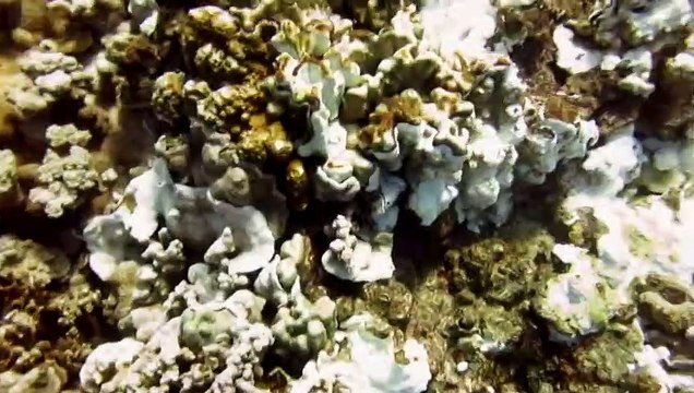 Hottest year in more than 50 years recorded in oceans