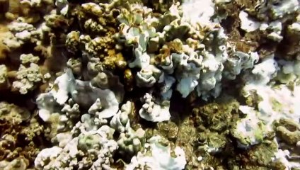 Hottest year in more than 50 years recorded in oceans