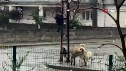 Köpeklerden korkan çocuk elekrtik direğine tırmandı