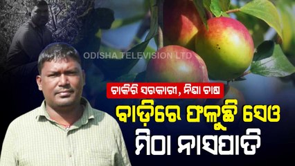 Special Story | Gram Rozgar Sevak From Odisha’s Keonjhar Successfully Grows Red Apple Berry