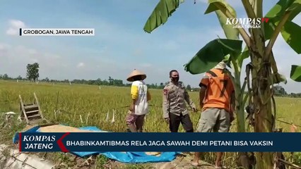 Bhabinkamtibmas di Grobogan Rela Jaga Sawah demi Petani Bisa Vaksin