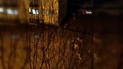 Bingöl'de köpek sürüsü, evine giden adama saldırdı