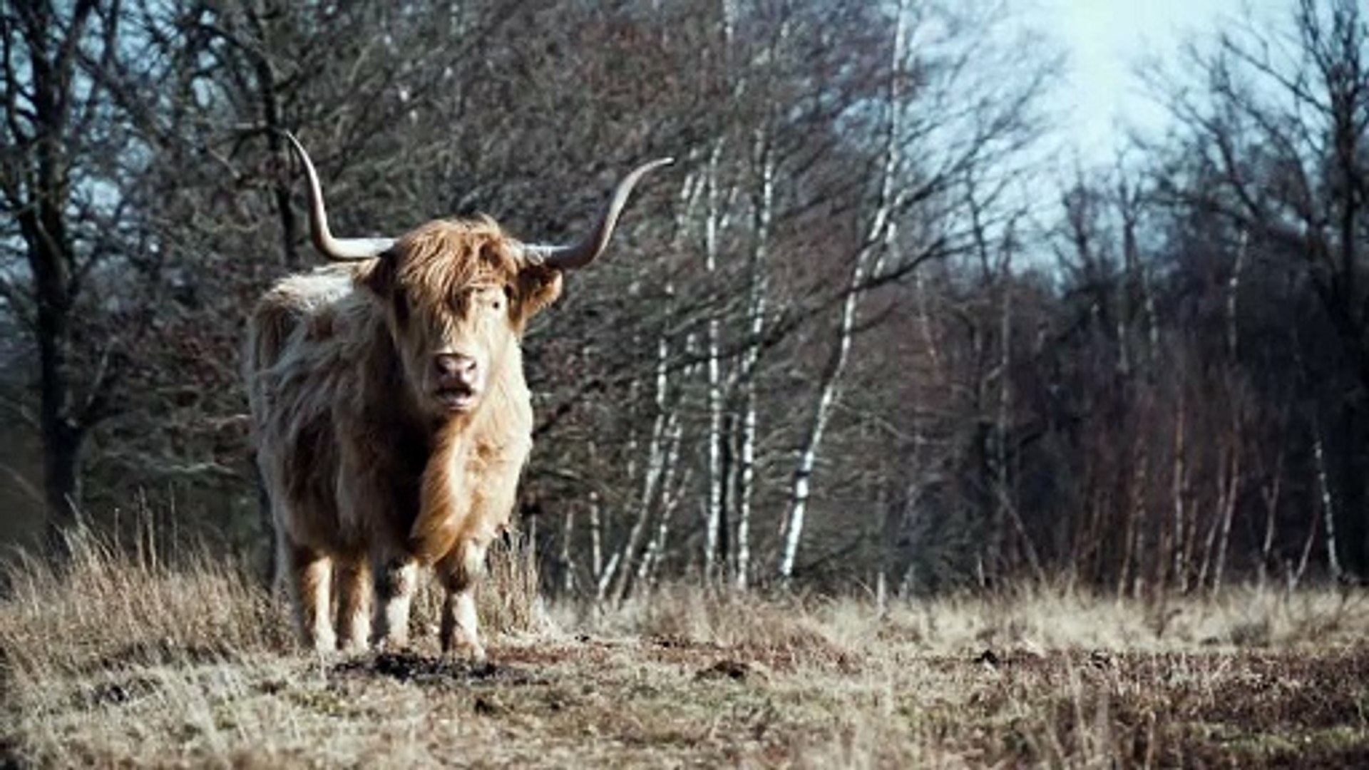 ⁣Highland Cows