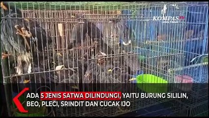 Petugas Gagalkan Penyelundupan Burung Kicau Dilindungi