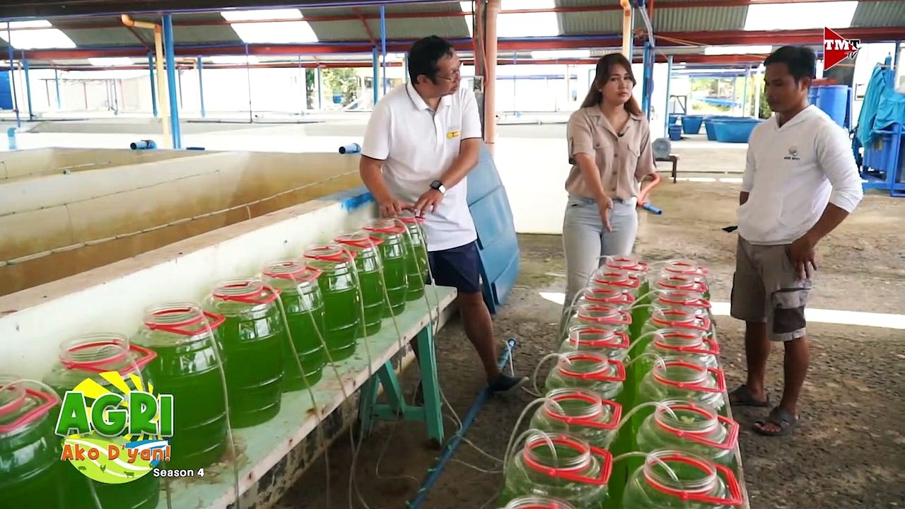 Siganid Hatchery Part 2