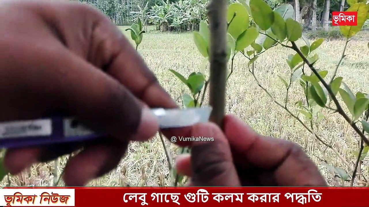 Grafting Lemon Trees | Lemon Tree Air Layering | লেবু গাছে গুটি কলম পদ্ধতি | Air Layering Lemon Tree | Vumika TV