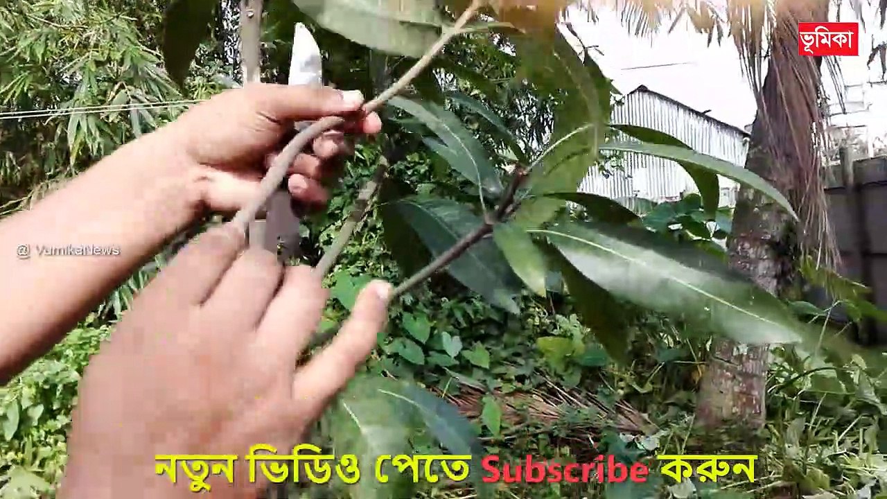 Mango tree bonsai making techniques | Big mango tree grafting at home | Easy Making Mango Bonsai | Vumika TV