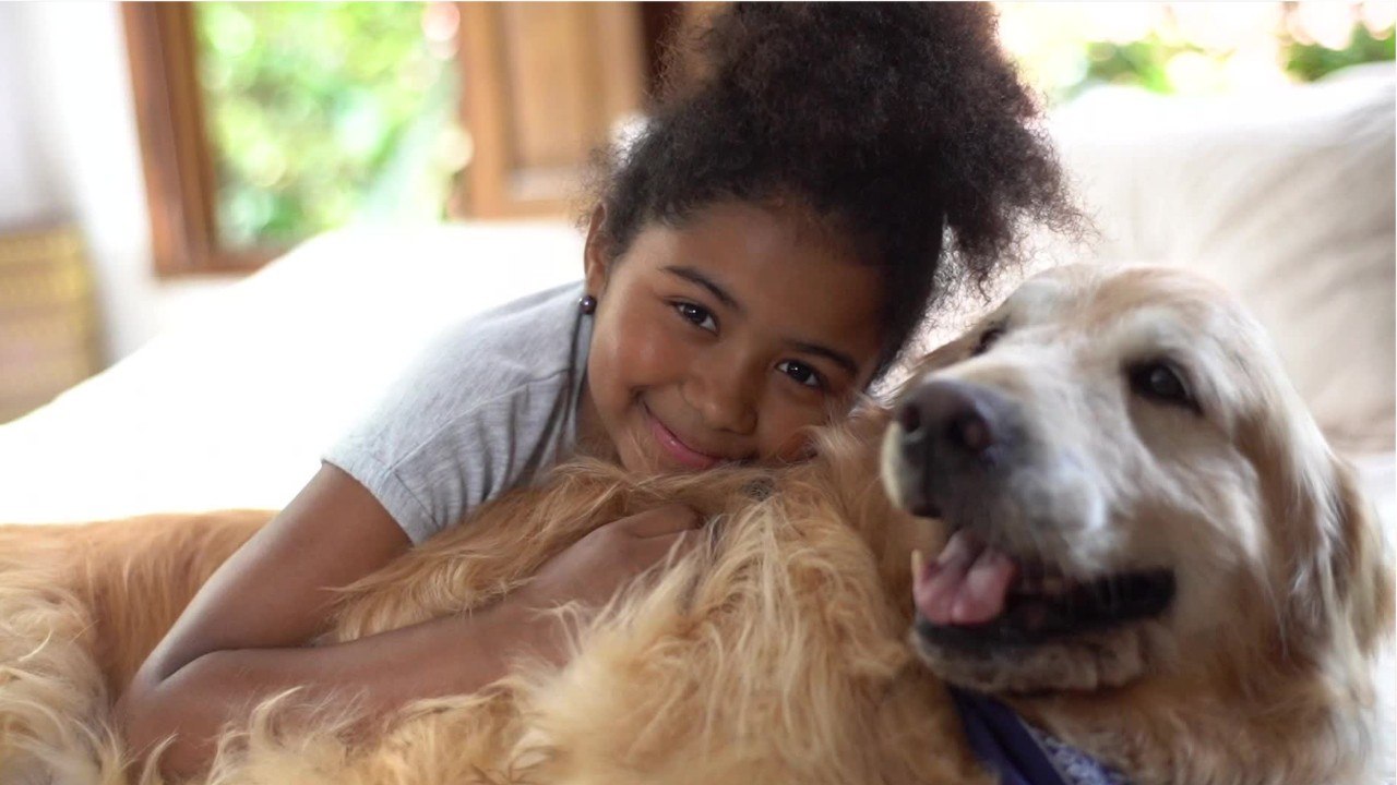 'Fühlende Wesen': Spanien führt Sorgerecht für Haustiere ein