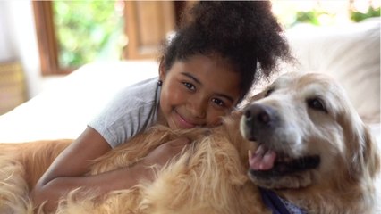 "Fühlende Wesen": Spanien führt Sorgerecht für Haustiere ein