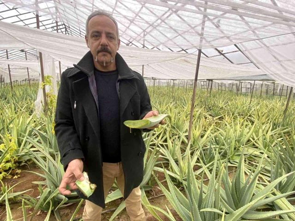 1 dekarla başladığı aloe vera üretiminde rekor...