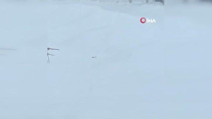 Tunceli'de karlar arasındaki beyaz gelincik böyle görüntülendi