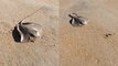 'Is this Stingray REALLY walking on sand? | Illusive video will leave you PUZZLED (6M+ Views)'