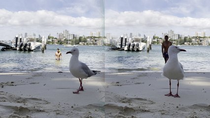 'Cute Seagull appears in front of camera to spoil man's 'heroic' video'