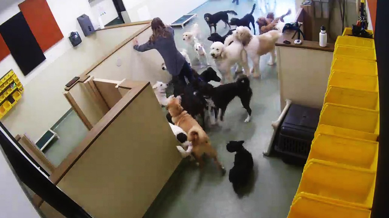 'Dog trainer finds herself surrounded by a WAY TOO EXCITED group of pups '