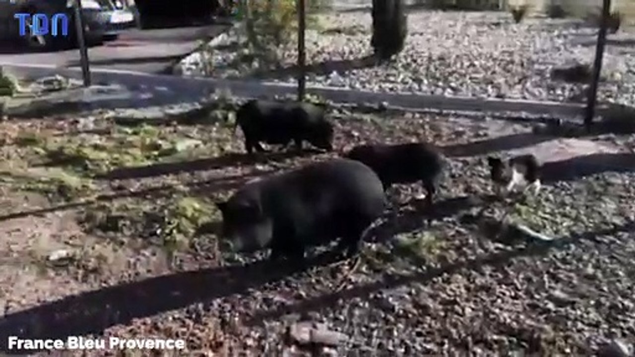 Une invasion de cochons errants à Marignane