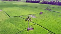 Nature - Rice Fields - Drone Footage 4k -David Tv