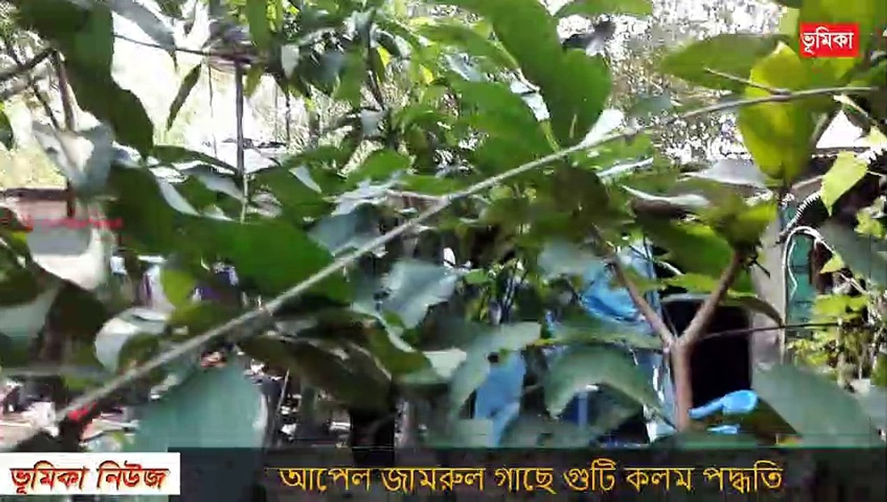জামরুল গাছে কলম করার পদ্ধতি । গুটি কলম করার পদ্ধতি । Air Layering water fruit ।_Vumika agro । ভূমিকা টিভি