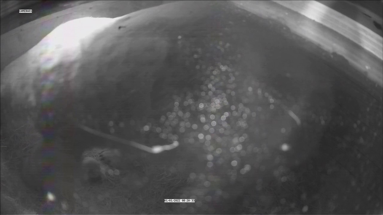 Polar Bear Cub at Highland Wildlife Park