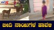 ದಾವಣಗೆರೆಯಲ್ಲಿ ಬೀದಿ ನಾಯಿಗಳ ಹಾವಳಿ | Stray Dogs | Davanagere | TV5 Kannada
