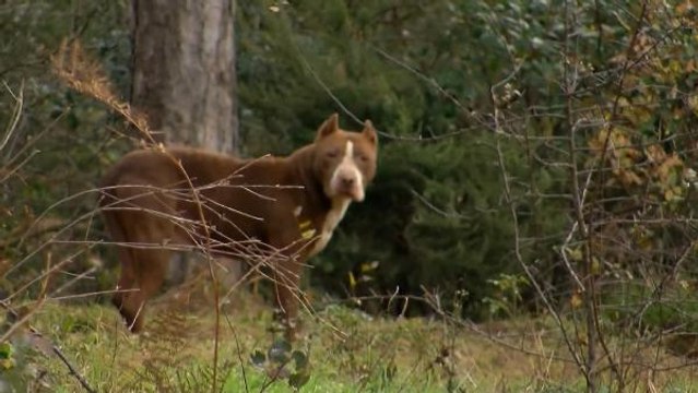 KAFALARI KARIŞTIRAN SORUYA VETERİNER HEKİMLER ODASI BAŞKANINDAN CEVAP