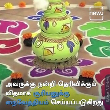 Significance Of Pongal Festival