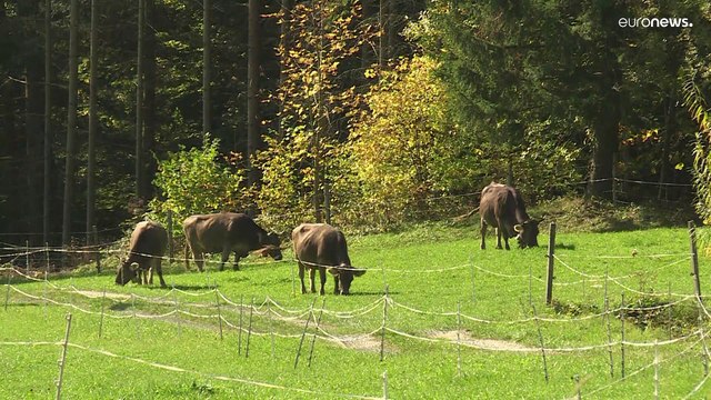 Швейцария теряет эксклюзивные права на грюйер