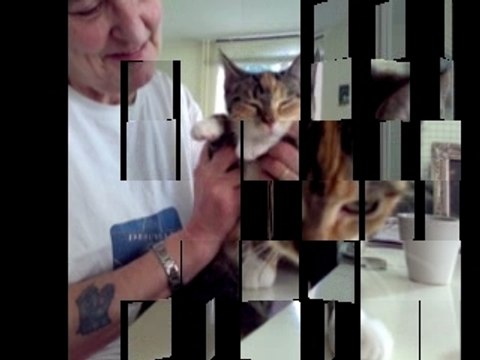 La Famille Chats s'agrandit chez les Belettes !!..