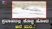 Baby Elephant Calf Drowns in the Flood | Wayanad Rain | Kerala Rain | Karnataka Rain | TV5 Kannada