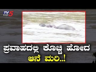 Baby Elephant Calf Drowns in the Flood | Wayanad Rain | Kerala Rain | Karnataka Rain | TV5 Kannada