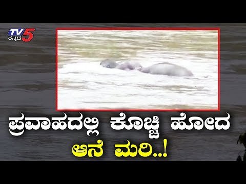 Baby Elephant Calf Drowns in the Flood | Wayanad Rain | Kerala Rain | Karnataka Rain | TV5 Kannada