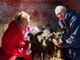 Triplet calves born at Cloughbane Farm in Dungannon