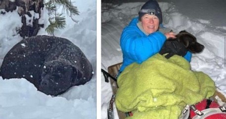 Californie : une mission de sauvetage a permis de retrouver un chien perdu dans la neige depuis quatre mois