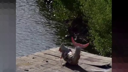 บันทึกวิดีโอนางเงือกกับตำนานที่มีจริง - Mermaids Caught on Camera and Real Legends