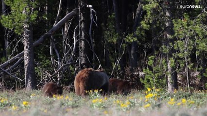 Wyoming állam újra engedélyezné a grizzly medvék vadászatát