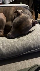 Doggy Comforts Big Brother Having a Bad Dream