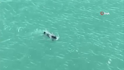 Falezlerde Akdeniz fokunu görüntüleyen vatandaşlar ıslık çalarak dikkatini çekmeye çalıştı