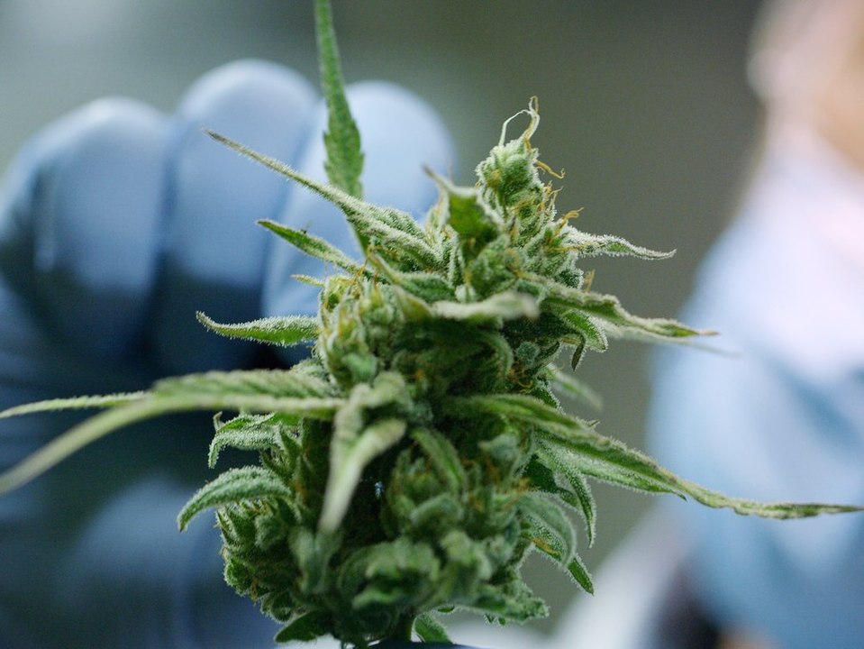 Erstaunliche Studie: Schützt Cannabis vor Corona?