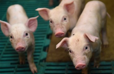 Man in Baltimore becomes first person to have a pig heart transplant