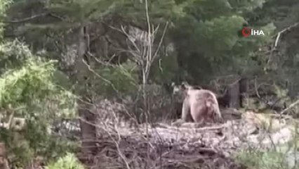 Ormanlık alanda karşılarına ayı çıkan vatandaşlar şaşkınlıklarını gizleyemedi: "Baya da büyükmüş"